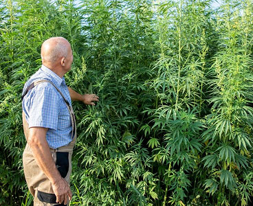 Cannabis Genetics