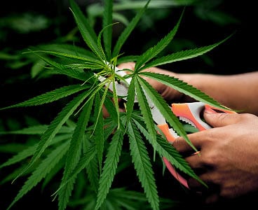 Cannabis Cultivar