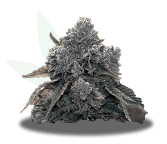 clemonadez-img Clemonadez Strain