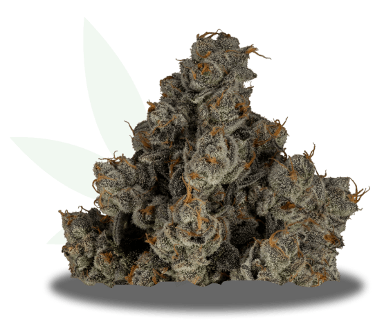 guava-tart-img Guava Tart Strain