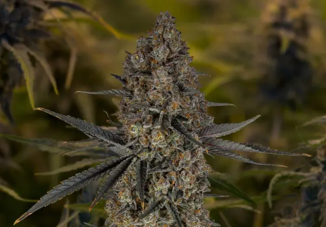 maccheese-img Similar Balanced Hybrid Strains