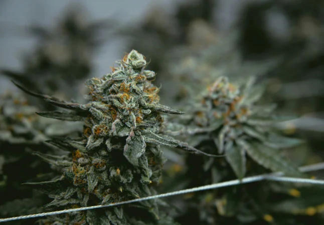 Similar Strain