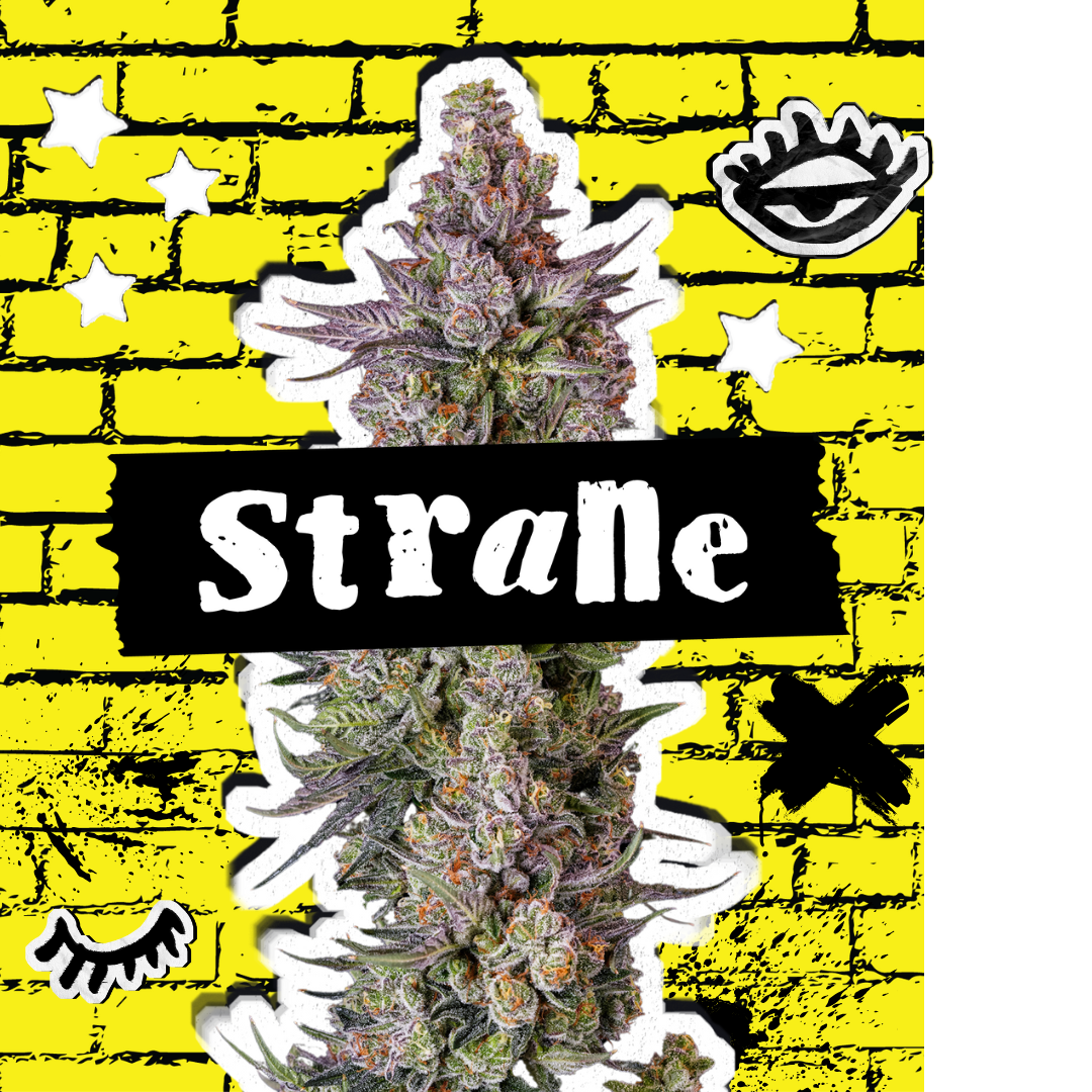 strane-banner-img Strane