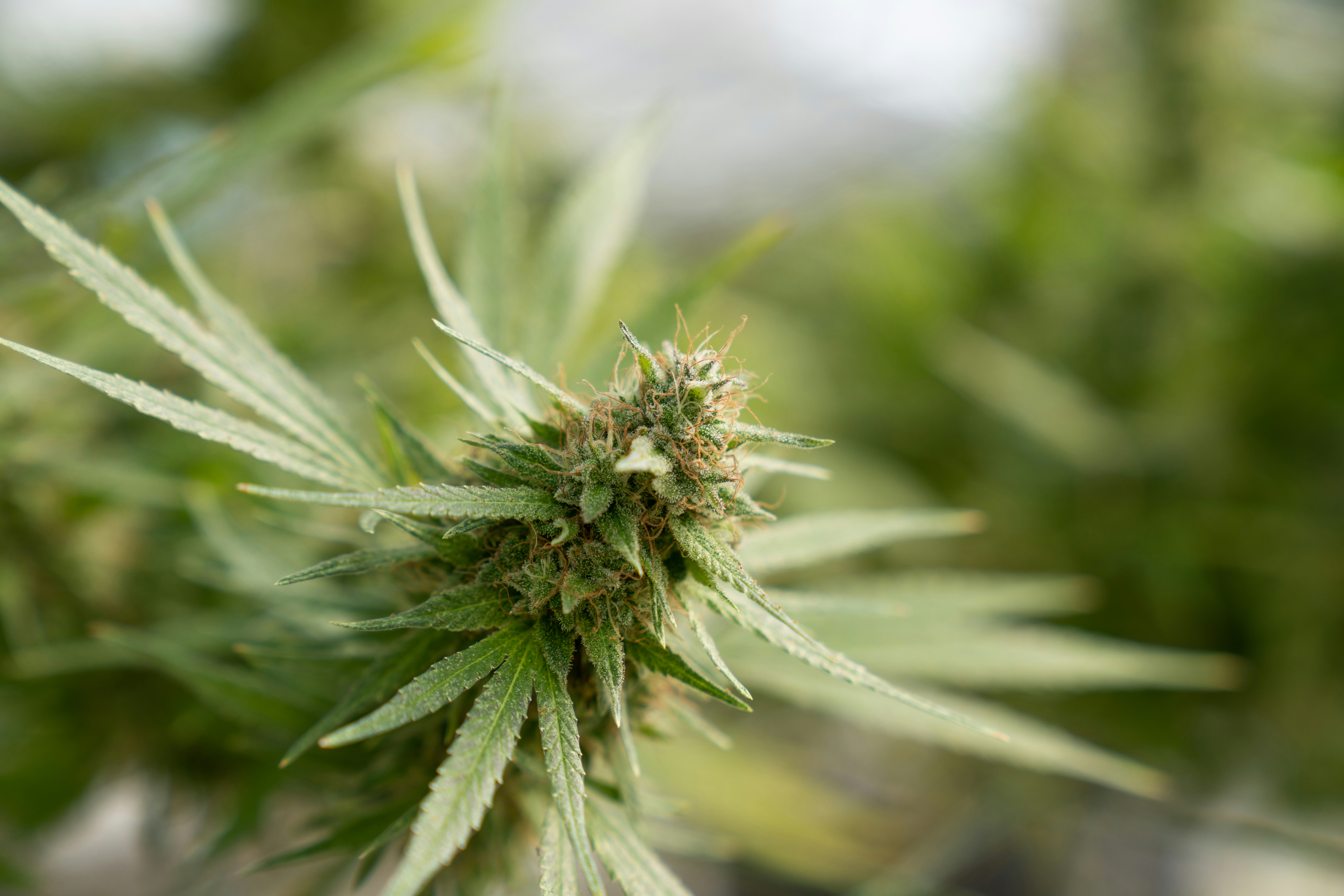 SimilarStrains_Sativa_Hybrid2 Similar Hybrid Strain of Lemon Maraschino