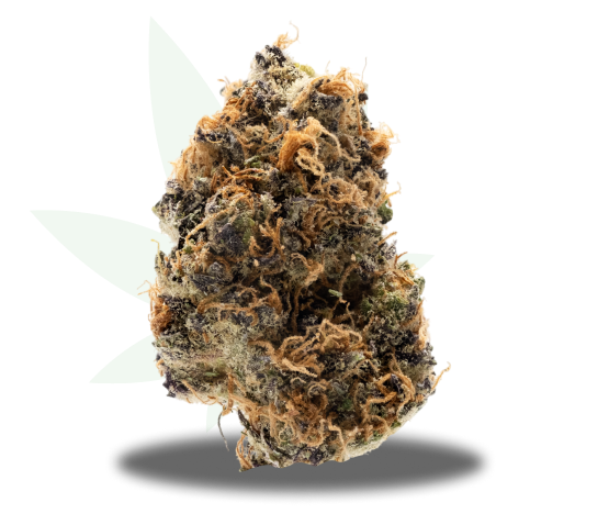 lemon-maraschino-strain Lemon Maraschino Strain