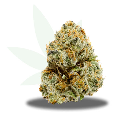 Infinity Linx Strain