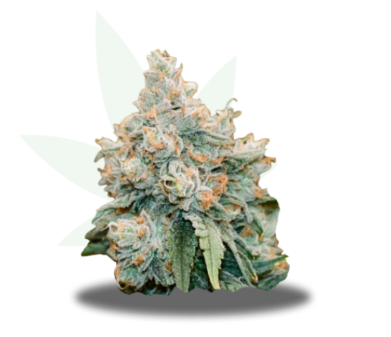Rainbow Guava #5 Strain