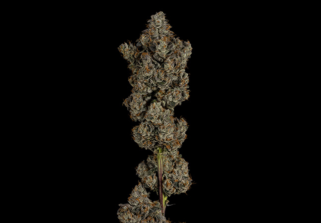 Similar Hybrid Strain of Grape Fritter