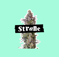 Project 9 Strain Product