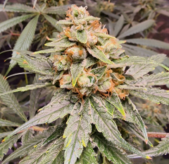 Project 9 Strain