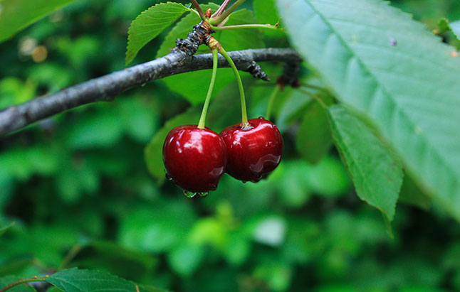A close-up of two cherries on a tree branch, showcasing their vibrant red color and glossy surface.