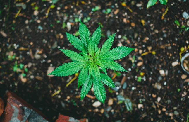 a-healthy-marijuana-plant-with-green-leaves-growing-in-rich-dark-soil A healthy marijuana plant with green leaves growing in rich, dark soil.